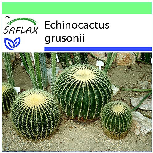SAFLAX - Coussin de belle-mère - 40 graines - Echinocactus grusonii
