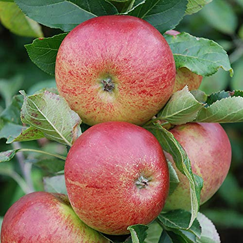 Apple Gala Fruit Tree, 5 Litre Pot