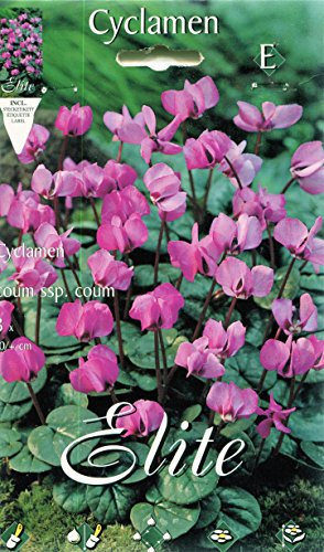 CICLAMINO CYCLAMEN COUM SSP COUM CONFEZIONE DA 3 BULBI BULBS BULBES