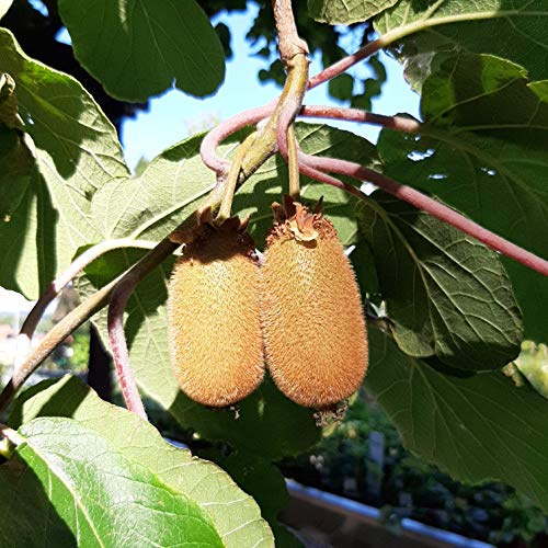 Kiwi Jenny Kiwipflanze Actinidia arguta dekorative + leckere Kiwi selbstfruchtbar 40-60 cm, gestäbt