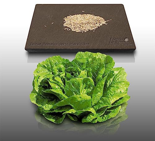 500 Graines à semer - Le Grenier d'Abondance - LAITUE ROMAINE - Romaine verte maraîchère