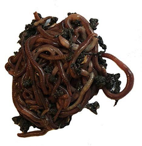 250+ Red Wiggler Earthworms, Organic and Sustainably Raised
