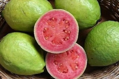 Psidium guineense - Brasilianische Guave - seltene tropische Pflanze Baum Samen (20)
