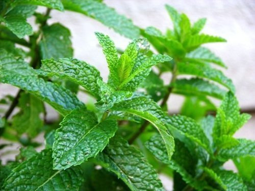 Pack x6 Green Mint 'Moroccan Mint' Perennial Garden Herb Plug Plants