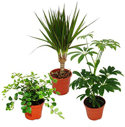 Exotenherz - Lot de 3 plantes d'intérieur - Type 2-9 cm