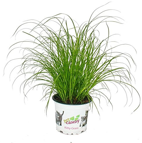 Hierba para gatos - Cyperus alternifolius - 3 plantas - para el apoyo digestivo de los gatos
