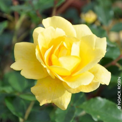 Beetrose „Westart®“ - leuchtend gelb blühende ADR-Topfrose im 5 L Topf - frisch aus der Gärtnerei - Pflanzen-Kölle Gartenrose