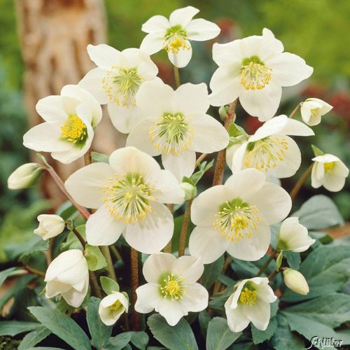 Weiße Christrose - Helleborus Niger - Die echte Schnee-Christrose als Winterblüher für den Garten - Weihnachtsrose von Garten Schlüter - Pflanzen in Top Qualität