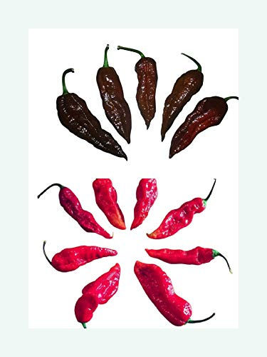 Bhut Jolokia Mix (20xRed+20xBlack) 40 Samen
