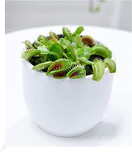 BALDUR Garten Fleischfressende Pflanze Venusfliegenfalle, 1 Pflanze, Dionaea Zimmerpflanze, Grünpflanze, mehrjährig - frostfrei halten, Wasserbedarf gering, Dionaea muscipula