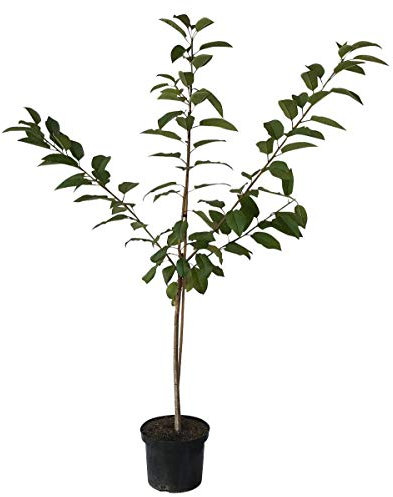 Hedelfinger Riesen Süßkirsche Kirschbaum als Buschbaum ca. 110-140 cm, im 9,5 Liter Topf, auf Colt