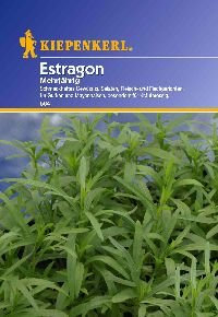 Kiepenkerl 565 Estragon Mehrjährig (Estragonsamen)