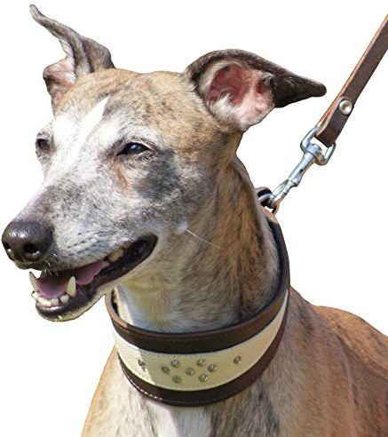 Dingo Mjukt läderhalsband för Whippet och vapenhundraser designat handgjort 12401