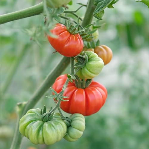 PREMIER SEEDS DIRECT Italian Tomato - COSTOLUTO FIORENTINO - 50 Seeds