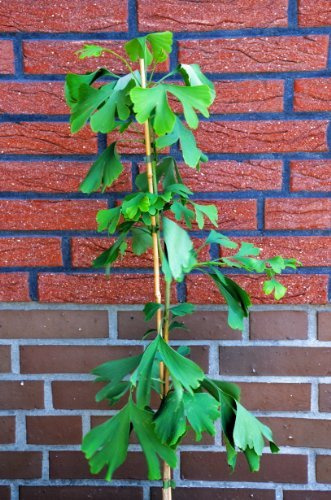 Fächerblattbaum Ginkgo biloba 60-80 cm hoch im 5 Liter Pflanzcontainer | Winterhart, robust & anspruchslos – langlebig und pflegeleicht für den Garten