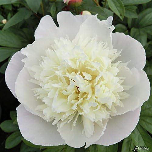 GARTEN SCHLÜTER® Pfingstrose Immaculee