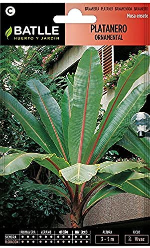 Semillas Batlle Platanero ornamento-Musa ensete