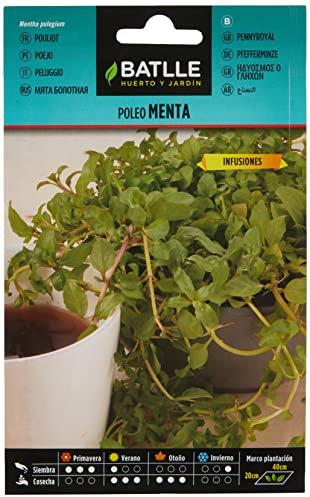 Batlle Kräutersamen - Poleiminze (Samen - 40-45cm)