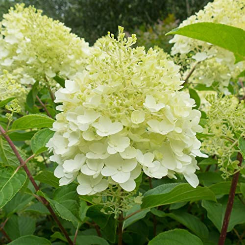 Hydrangea paniculata Plant 'Silver Dollar' Deciduous Hardy Shrub White-Pink Blooms RHS AGM Easy to Grow Flowers Late Summer Colour 1 x 3.6 Litre Potted Plants by Thompson and Morgan