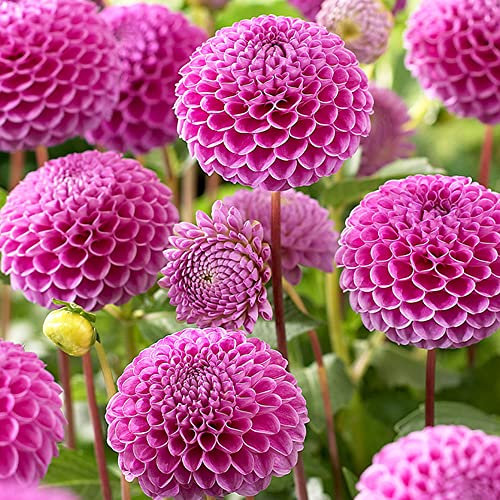 Dahlia Pompon – Round Soft Blooms – Perfection and Order – Perennial – Summer Flowering – for Your Beautiful Garden (1 x Dahlia Pompom Pink)