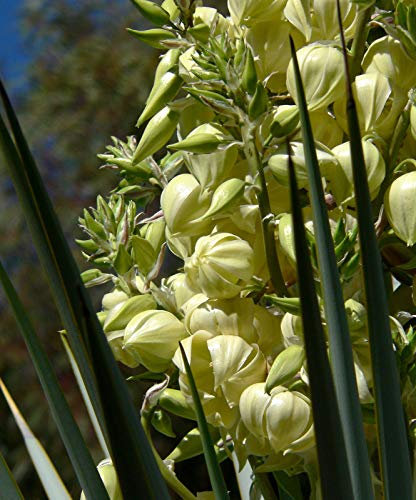 Portal Cool Yucca Rigida - Die blaue Yucca - 15 Semi