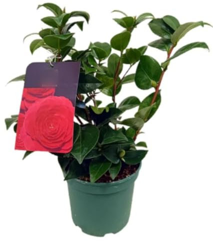 Planta natural Camelia Japonica Roja, 35-40 cm. Arbusto ornamental, hojas brillantes, flores rojas intensas, símbolo elegancia. Segura Garden.