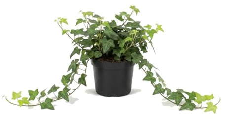 Hedera Helix Verde Hiedra común de DECOALIVE Planta Decorativa Colgante Maceta 13 cm Diámetro Altura 25 cm