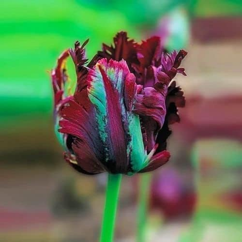 10 Parrot Tulip Bulbs for Planting - Easy to Grow Perennial Tulips (Black Parrot)