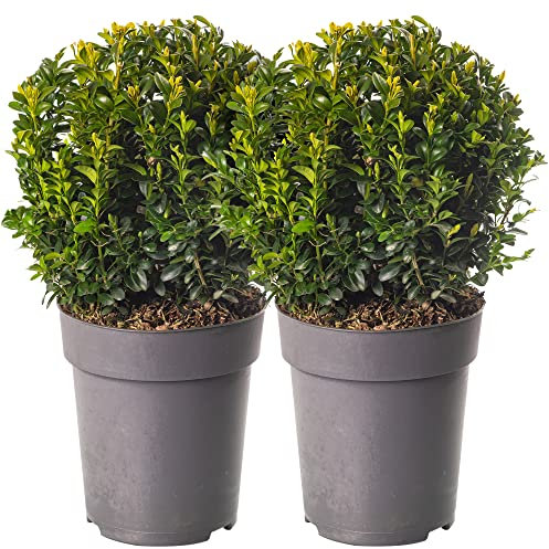 Buxus Ball Pack aus 2 echten Buchsbaum-Immergrün-Topiary-Gartensträuchern mit 20 cm Durchmesser.