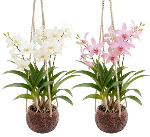 WUEURU 2Pcs Coconut Hanging Orchid Pot with Rope,Hanging Orchid Basket for Small Orchids,Coconut Planters for Home Garden Yard Patio Tree Indoor Outside Decorations