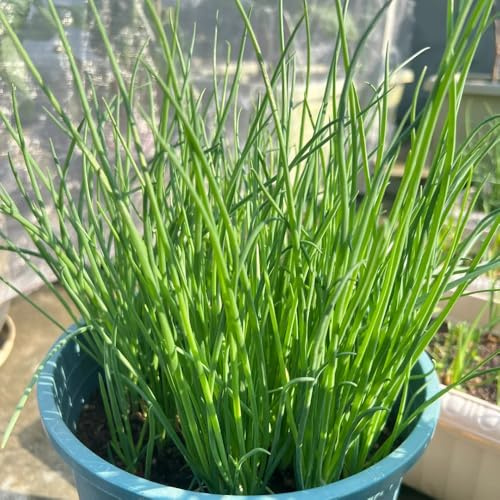 semillas de cebollino resistentes, cocina de jardín de cebollinos de medicinales en resistentes, jardín 400pcs
