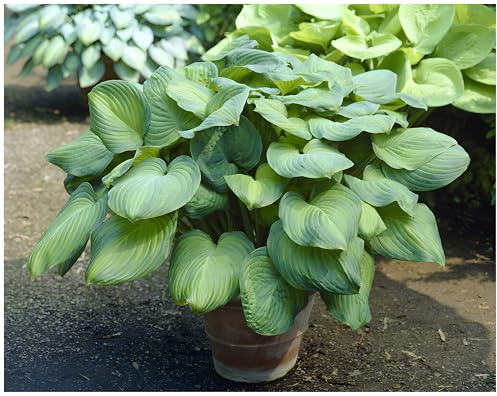 Stauden Gänge 3 x Hosta plantaginea 'Guacamole' im 1 Liter Topf (Staude/Winterhart/Bodendecker/Mehrjährig) Duft Funkie, Herzblatt-Lilie - Strahlendes Laub und ein Hauch von Duft