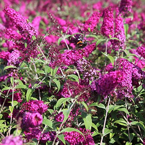 Buddleja Davidii ‘Miss Ruby’ Butterfly Bush Hardy Shrub 2X 3.6 Litre Potted Plant by Thompson & Morgan