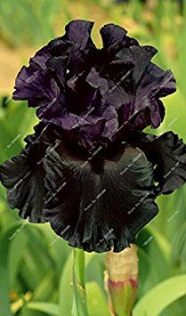 SEMI -100 pc/sacchetto Iris fiore, Iris Semi rari Semi Phalaenopsis Fiore perenne fiore semi di crescita naturale delle piante 12