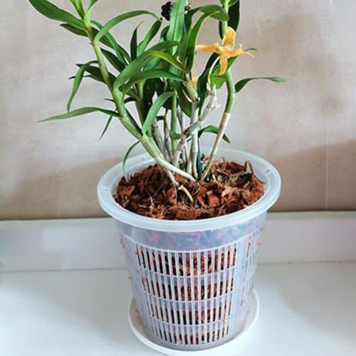 Kit di vasi per orchidee trasparenti, 10 pezzi, con vassoi, progettato per una facile cura e osservazione delle piante (190 mm)