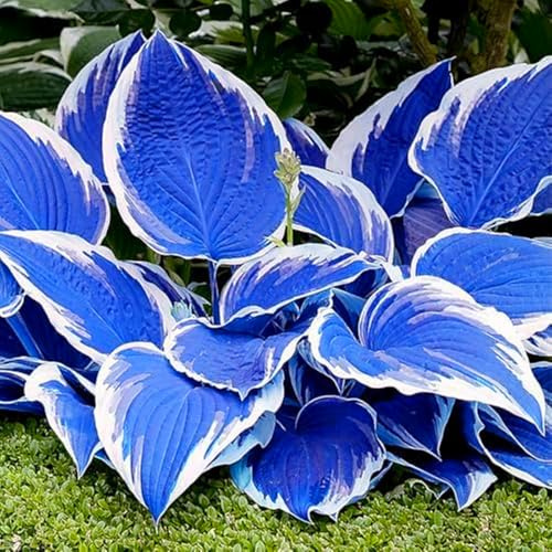 Bellissimo Hosta Bulbi, piante erbacee perenni, Hosta Bulbi grande, Ambiente paesaggistico, Hosta in vaso, profumate, pianta Hosta(Non artificiali)-4 Bulbi-I