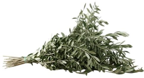 Ramo Vegetal de Olivo Natural para Jarrón Decorativo | DECOALIVE