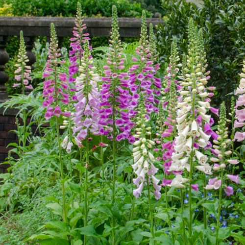 Roter Fingerhut Digitalis purpurea – 6 Pflanzen – 10-25cm – Ø9cm – Hohe Blütenstaude für Garten & Cottage-Beet – Bienenfreundliche Sommerblume