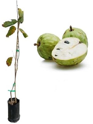 DECOALIVE Annona Cherimola Árbol de Chirimoyas Frutal Natural