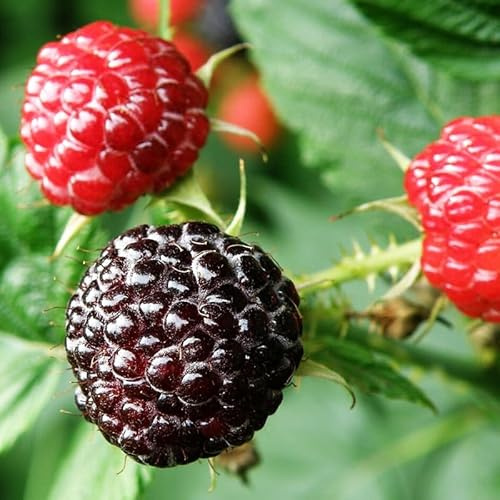 Raspberry Plant Live for Planting, Potted 1-2 Years Old, Raspberry Bushes Live Plant (Bristol Black Raspberr)