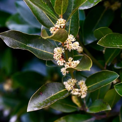 Lorbeer, Lorbeerbaum, steingartenpflanzen winterhart balkonpflanzen baumsamen schnell wachsende sträucher für sonnige plätze 35Samen
