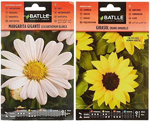 Battle- Semi di Fiori, Girasole Nano Giallo & Semi di Fiori – Margherita Gigante Leucantemum Bianca
