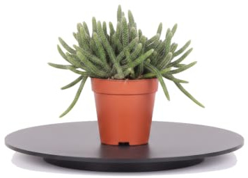 Rhipsalis Baccifera Horrida Cactus Horrida DECOALIVE Planta Ornamental de Porte Colgante Maceta 9 cm de Diámetro Altura 10 cm