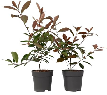 Plant in a Box - Photinia fraseri 'Rotkehlchen' - Glanzmispel Pflanze - 6er Set - Rote Blätter - Topf 17cm - Höhe 30-40cm
