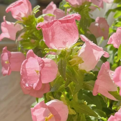 semi di campanula, perenni resistenti Campanula media, campanula resistente, decorazioni esotici 400pcs