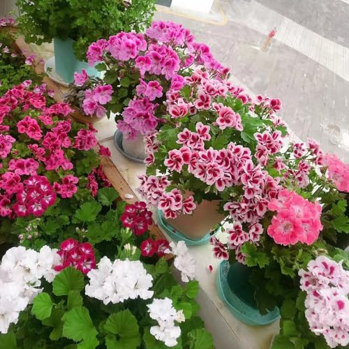 Geranios colgantes - Pelargonium - de jardín de semillas pradera Decoración sala estar con camas elevadas Semillas cobertura del suelo, perennes, resistentes al invierno. 75semillas