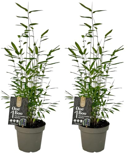 Lot de 2 Bambous Fargesia Demissa - Bambou Noir Non Traçant - Plante Persistante Rustique Brise Vue - Chaumes Violet Foncé à Noir pour Jardin et Pot (40-50 cm, Pot 14cm Inclus)