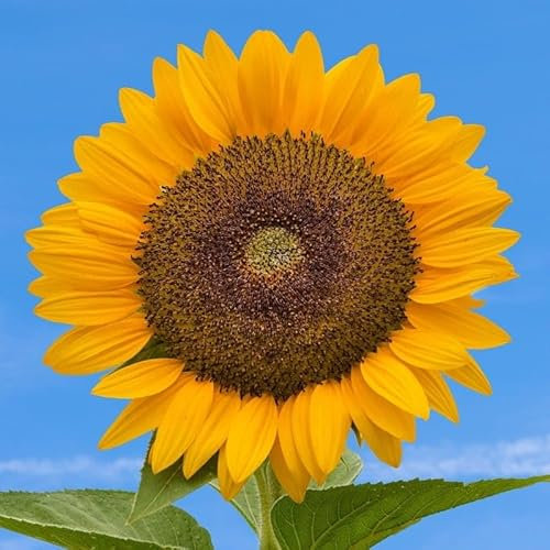 WegAna semillas de girasol de jardín 10g, plantas anuales flores de verano, plantas de jardín plantas de balcón, semillas de flores, semillas de flores, imán para las abejas