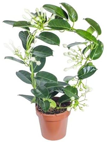 Jazmín de Madagascar Natural Planta Aromática de Poco Riego