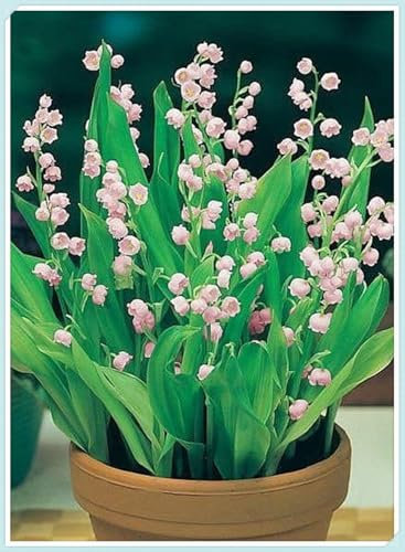 Natural Organic/Lily of The Valley Bulbs for Planting/Wedding Flowers/Excellent Display/Good for Containers -5 Bulbs-F